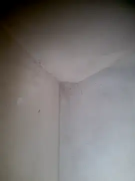 titli-sexy